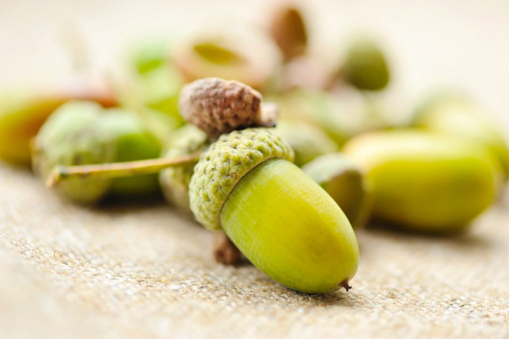 도토리 효능 및 부작용, 도토리묵 만드는법과 제대로 보관하는 법 도토리