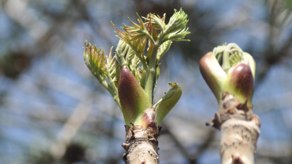 두릅의 특별한 성분과 건강상의 효능, 그리고 안전한 조리법 두릅