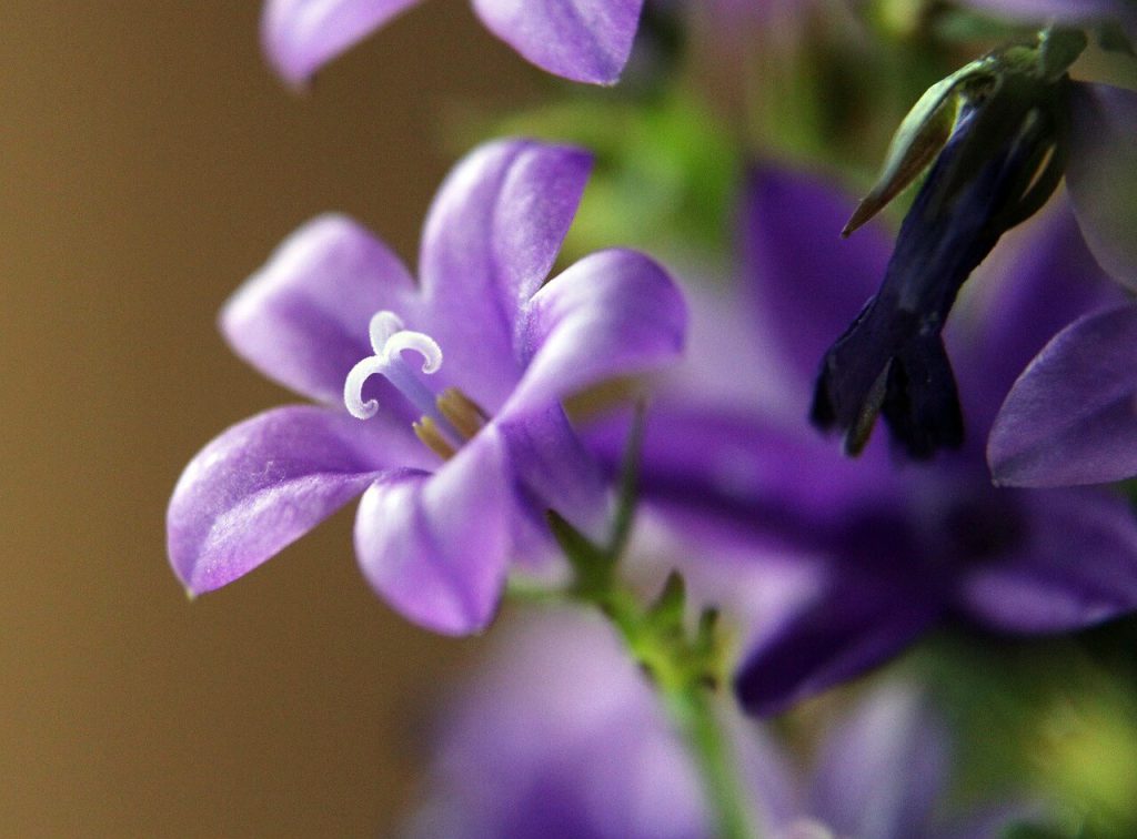 도라지 효능, 부작용, 먹는법, 도라지차 끓이기 도라지 꽃
