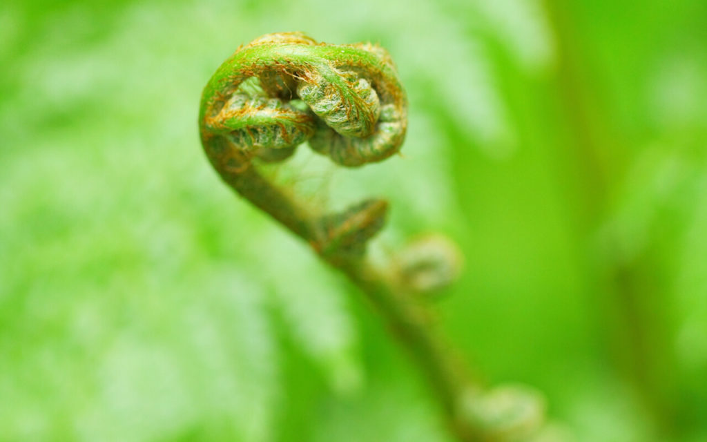 고사리, 그냥 먹어도 될까? 대표 산나물 고사리의 효능과 부작용, 안전하게 먹는 법 총정리! 고사리