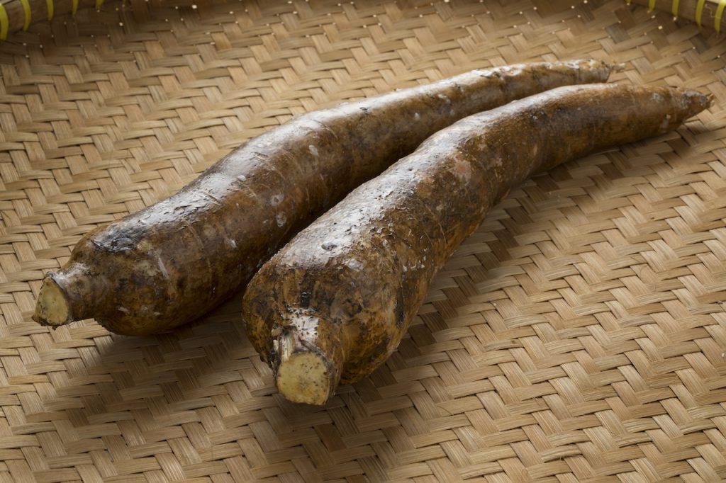 카사바(Cassava) 유카(Yuca), 버블티에 들어가는 타피오카 전분, 효능과 부작용 그리고 먹는법