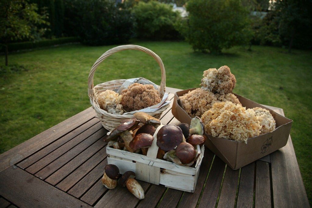 꽃송이버섯 효능, 부작용, 먹는법, 송이버섯과의 차이는?