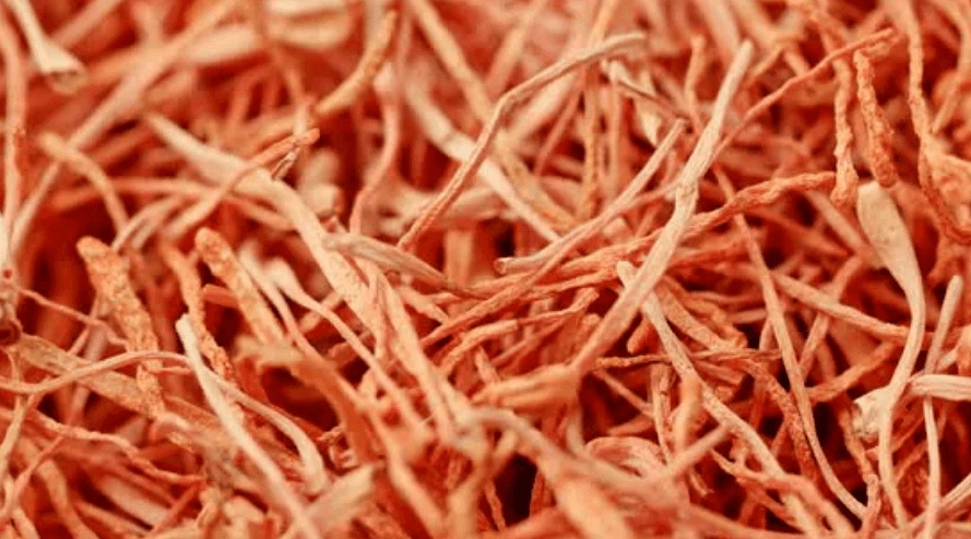 동충하초 효능, 먹는 법, 고르는 법, 코디세핀의 효과는?