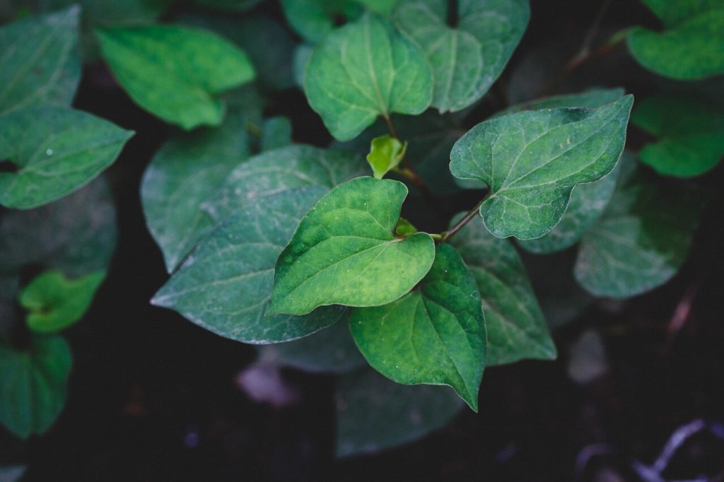 어성초 효능, 부작용, 먹는법, 탈모에 효과가 있다?