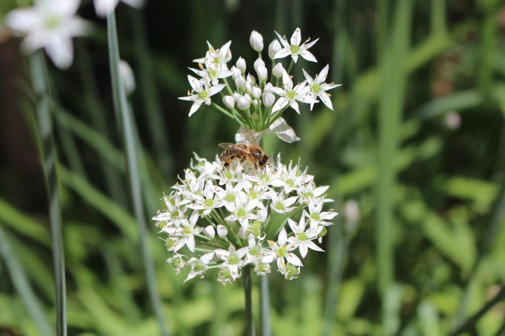 부추 효능, 영양 성분, 보관법과 먹는법, 주의 사항