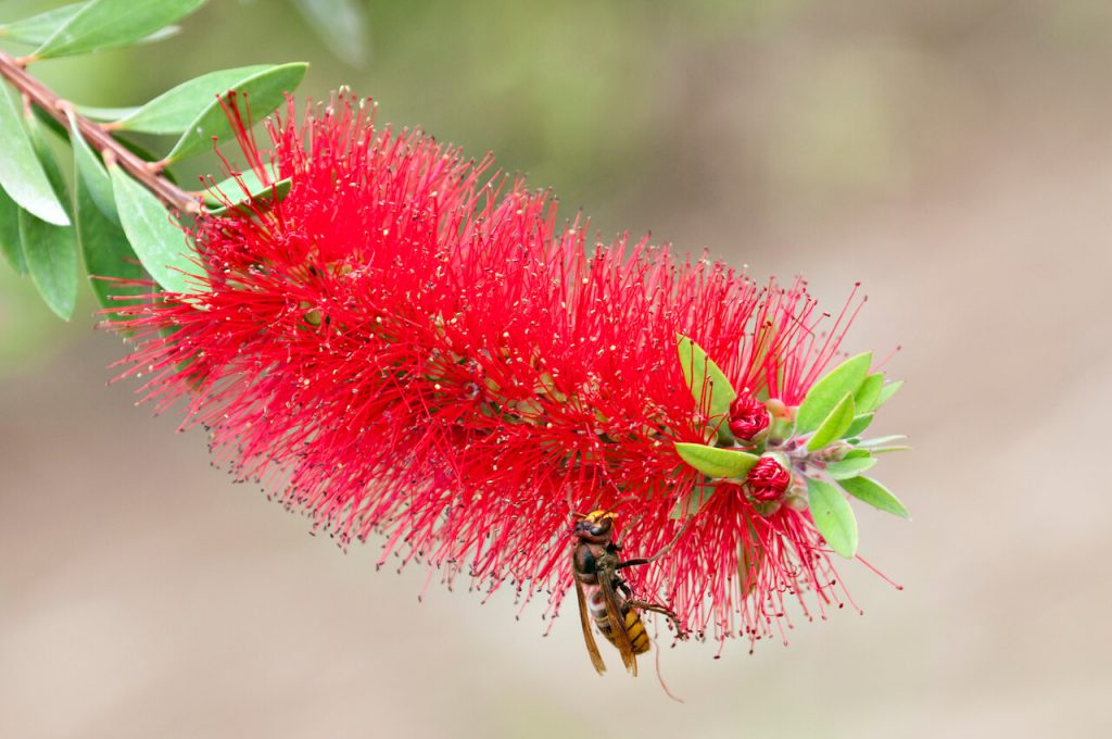 노봉방주 효능, 부작용, 말벌주 담그는 법 – 남성에게 좋은 술?