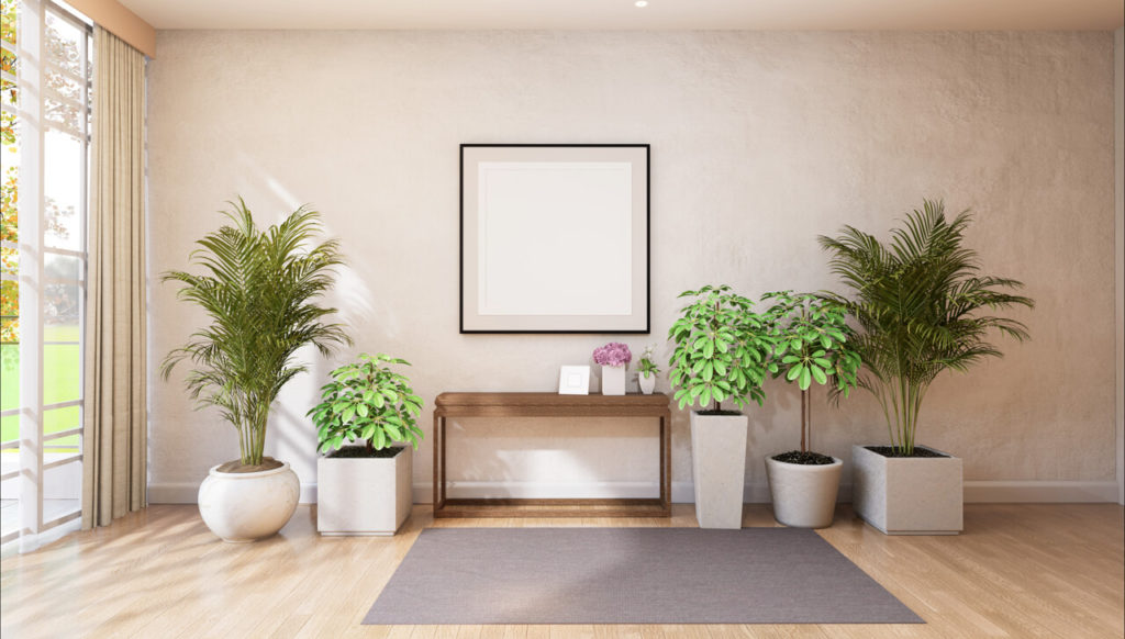 실내 공기 정화 식물 – 미국 항공우주국(NASA, 나사)이 선정한 공기 정화에 좋은 식물 TOP 10 식물