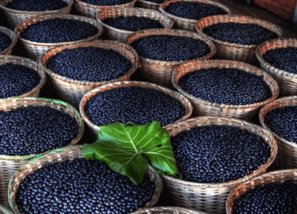 마키베리 효능과 부작용, 먹는법, 마키베리물 만들기 마키베리