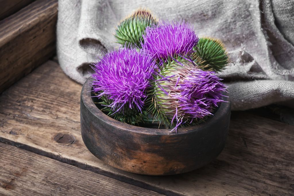 밀크씨슬 효능, 부작용, 복용법 및 하루 권장 섭취량 – 간에 좋은 성분! 밀크씨슬