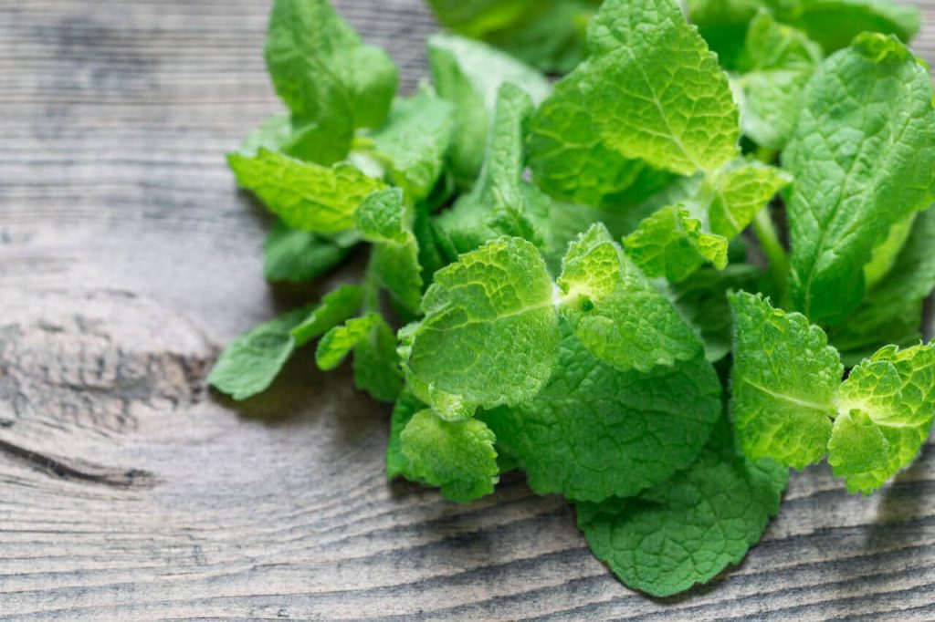 애플민트 효능, 부작용, 활용법, 향기로운 애플민트 차 만들기 애플민트