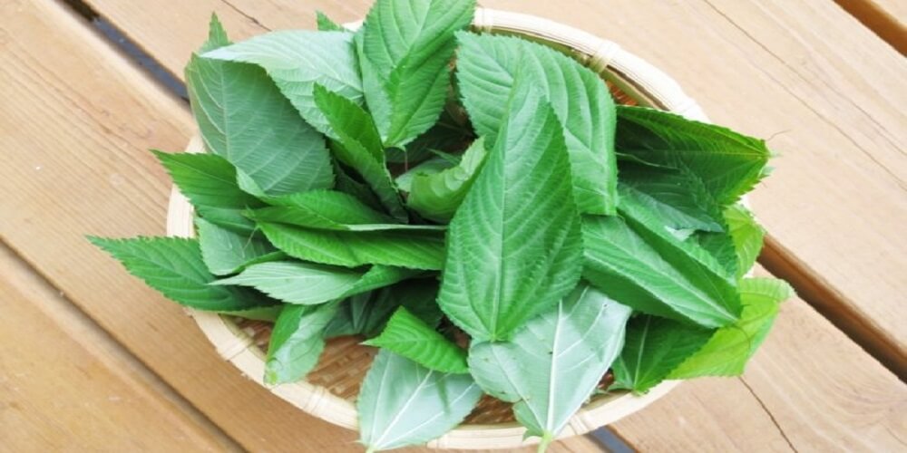 몰로키아 효능, 부작용, 영양성분, 먹는법, 면역력 증진 슈퍼푸드!