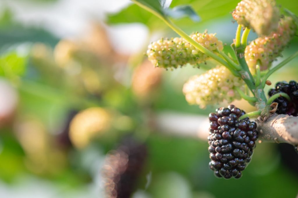뽕잎 효능, 부작용, 뽕잎차(상엽차) 끓이는 법