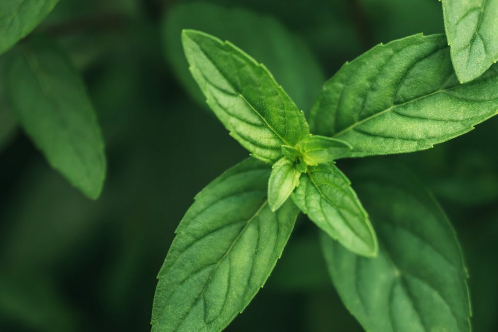 페퍼민트 효능, 부작용, 페퍼민트 오일 사용법!