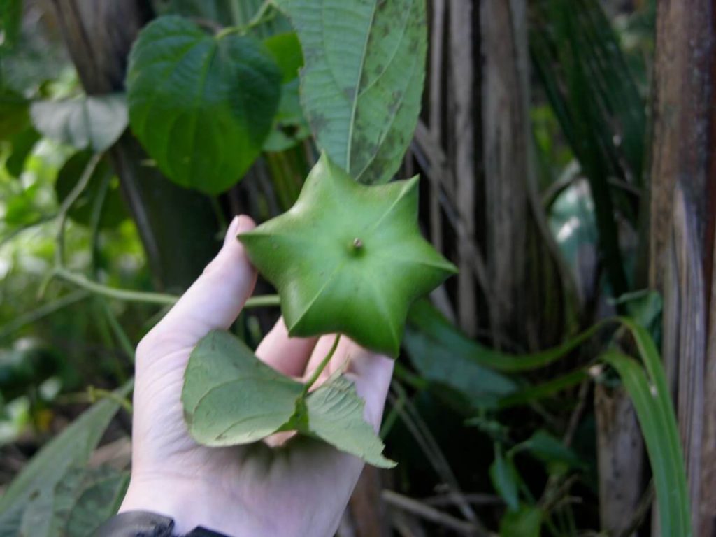 사차인치 효능, 부작용, 영양성분, 하루 섭취량