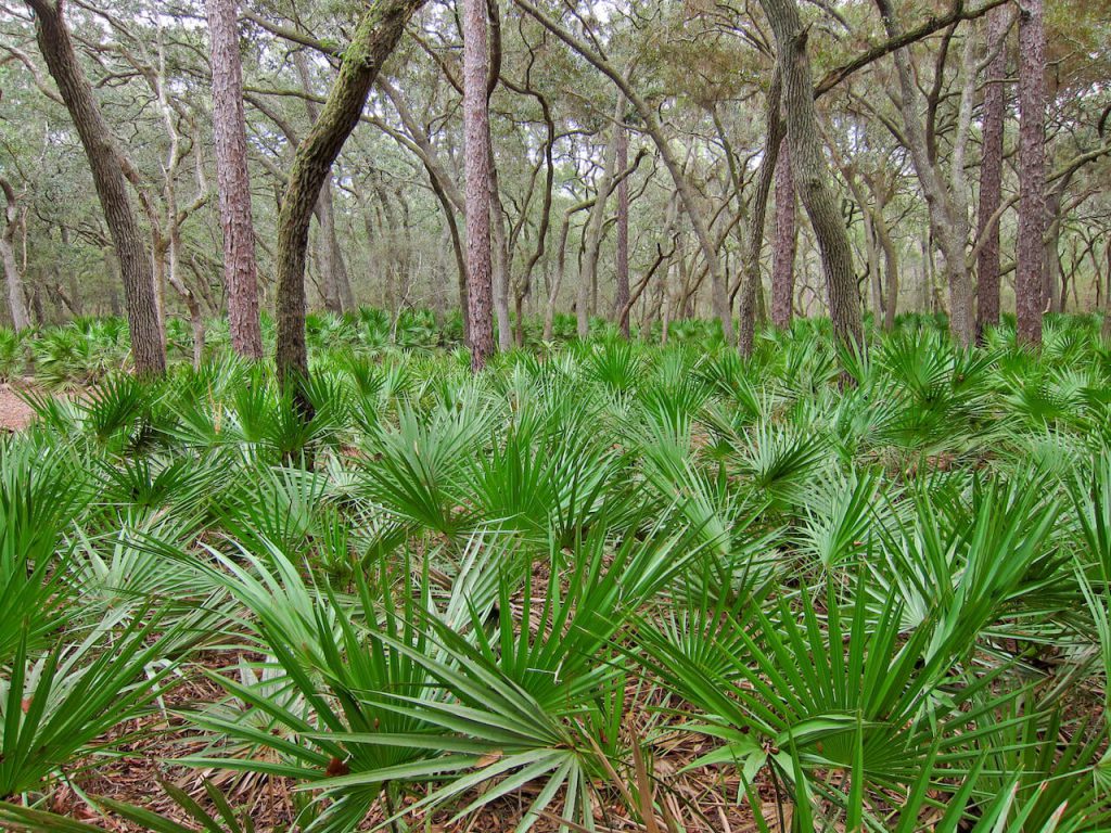 쏘팔메토 효능, 부작용, 복용법, 전립선 건강과 탈모에 효과 있다? 쏘팔메토