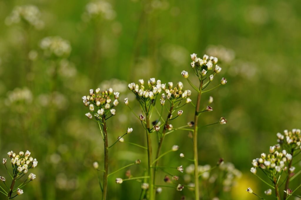 냉이 효능, 부작용, 먹는법 – 봄철 인삼이라 불리는 이유는?